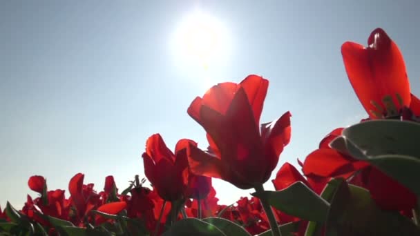 Anbau von roten Tulpen — Stockvideo