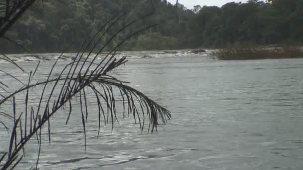 Filmación Surinam Lago Palumeu — Vídeos de Stock