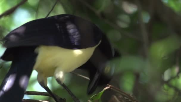 Pantanal Bird Tree Blue Sky — Stock Video