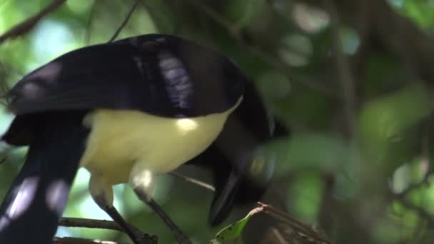 Pantanal Pájaro Sobre Árbol Cielo Azul — Vídeos de Stock