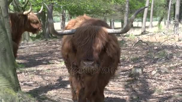 Belos escoceses selvagens Highlanders — Vídeo de Stock