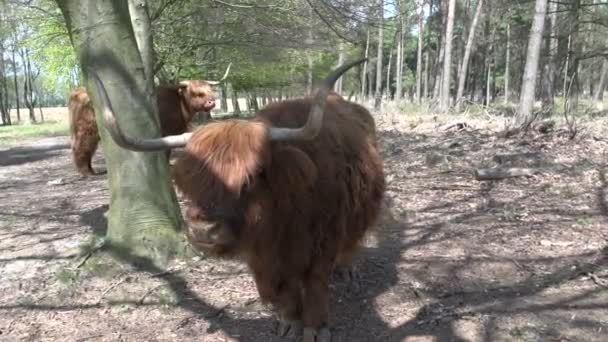 Beautiful wild Scottish Highlanders — Stock Video