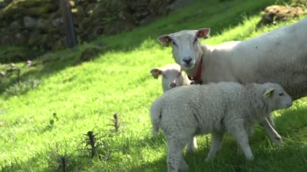 Norwegische Landschaft mit Schafen — Stockvideo