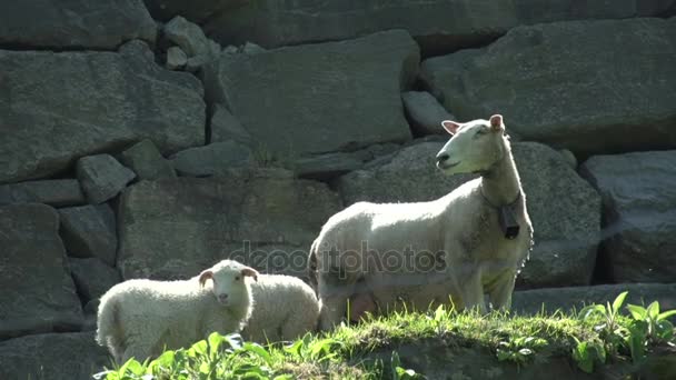 Norway landscape with sheeps — Stock Video