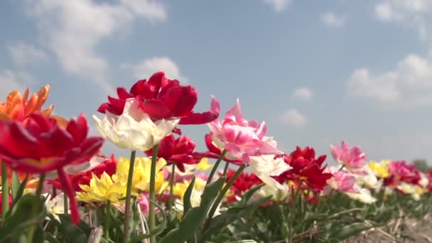 Dentro de campos de flores — Vídeo de Stock