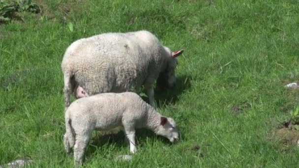 Norway landscape with sheeps — Stock Video