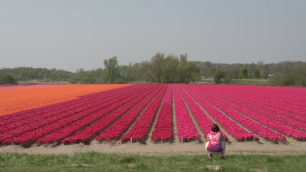 Mensen lopen op bloembollenvelden — Stockvideo