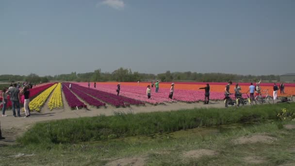 Gente caminando en los campos de flores — Vídeo de stock