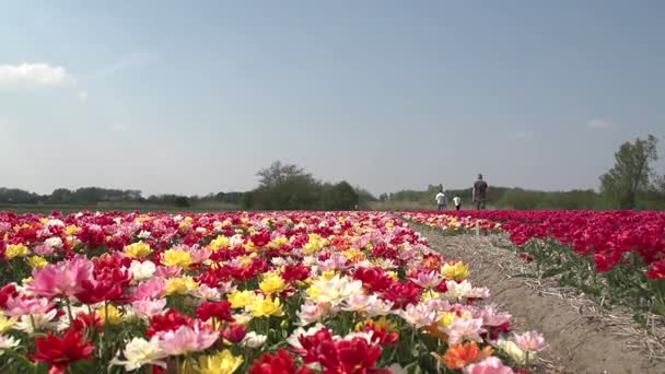 Dentro de campos de flores — Vídeo de stock