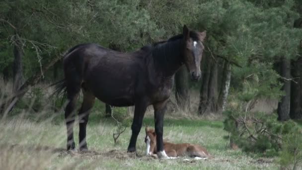 Лошади в лесу — стоковое видео