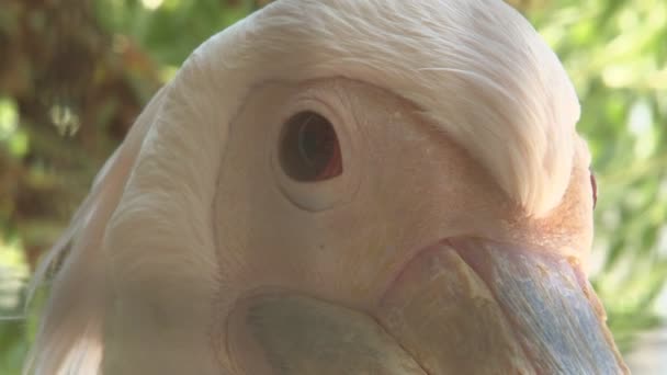 Close Beelden Van Pelican Gezicht — Stockvideo