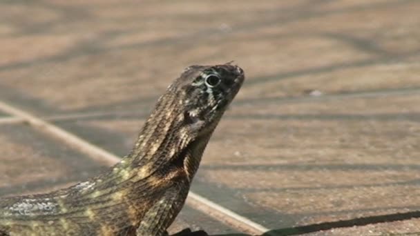 Gros Plan Cuba Lézard Dans Rue — Video