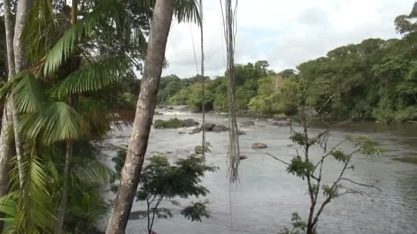 Suriname, Grand Rio folyó, Awarradam — Stock videók