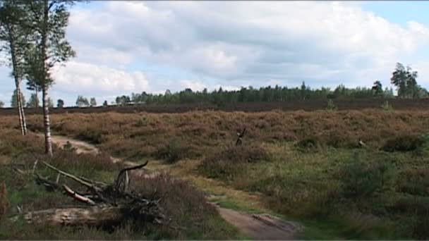 Nederland, Sprengenberg, Palthetoren — Stok Video