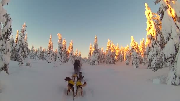 雪橇狗骑 — 图库视频影像