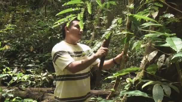 Guía Golpear Árbol Surinam Selva — Vídeo de stock