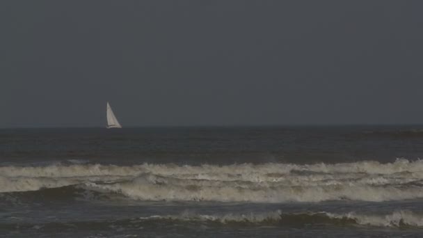 Möwen am Strand der Nordsee — Stockvideo