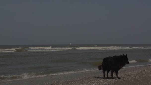 Gabbiani a spiaggia di mare del nord — Video Stock