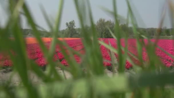 Les gens marchant sur les champs de fleurs — Video