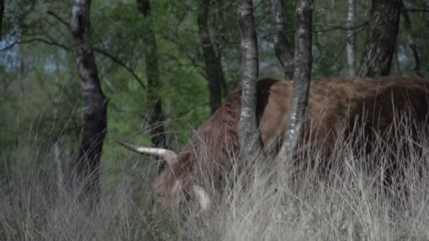 Hermoso salvaje escocés Highlander — Vídeo de stock