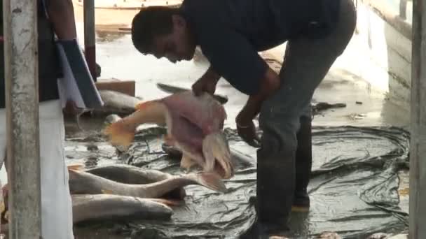 在斯里兰卡的鲜鱼市场 — 图库视频影像