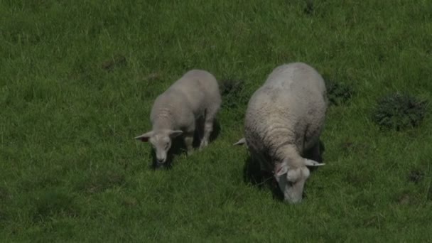 Norsko krajina s sheeps — Stock video