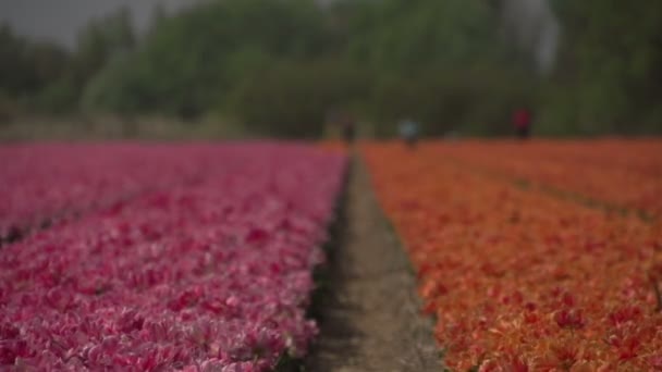 Dentro de campos de flores — Vídeo de stock