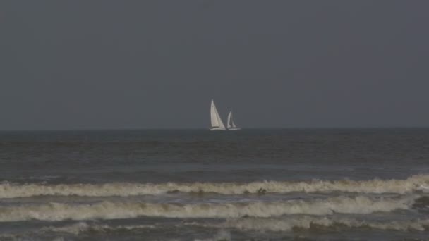 Möwen am Strand der Nordsee — Stockvideo