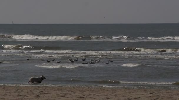 Gaviotas en la playa del mar del norte — Vídeos de Stock