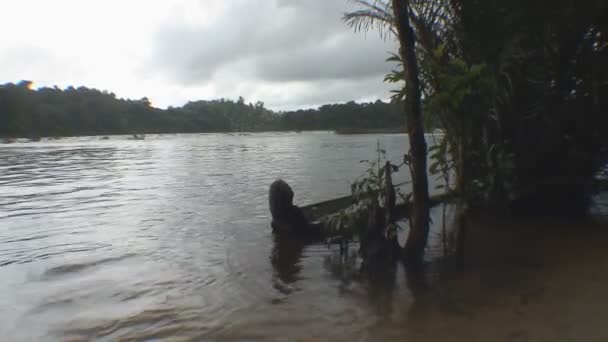 Filmagem Suriname Lago Palumeu — Vídeo de Stock