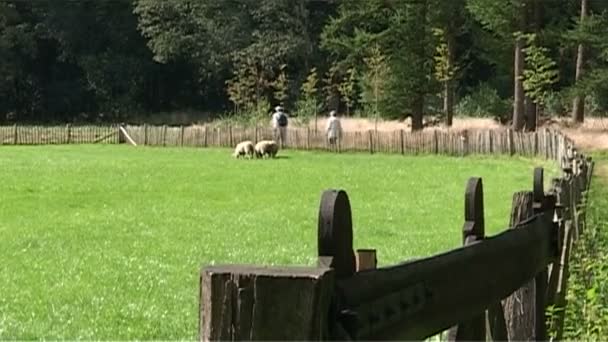 Niederlande, sprengenberg, palthetoren — Stockvideo