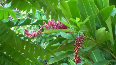 Bahçe çiçek closeup
