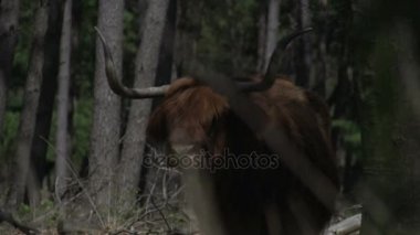 Güzel vahşi İskoç Highlander