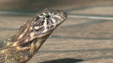 Küba, kertenkele sokak görüntülerini kapat