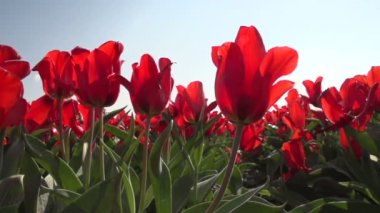Kırmızı lale ekimi 