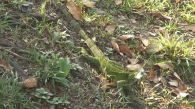 Pantanal, Nehri üzerinde tekne