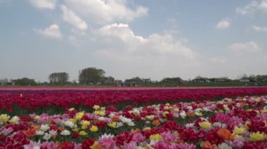 İnsanlar çiçek alanların