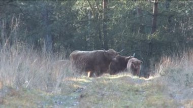 WIld schotse hooglanders