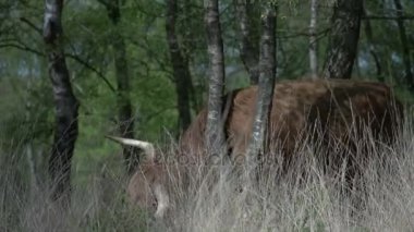 Güzel vahşi İskoç Highlander