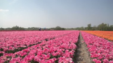 İnsanlar çiçek alanların