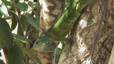 Pantanal, Nehri üzerinde tekne