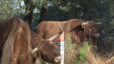 WIld schotse hooglanders