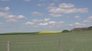 Danimarka sarı çiçek alanları