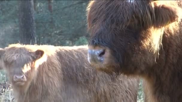 # WIld schotse hooglanders # — Vídeo de stock