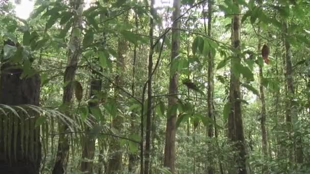 Increíble selva de Surinam — Vídeos de Stock