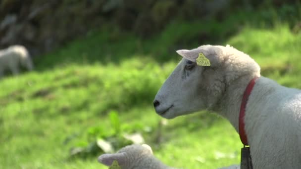 Noorwegen landschap met sheeps — Stockvideo