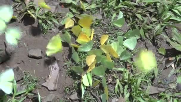  Cascades Iguazu Brésil Argentine 