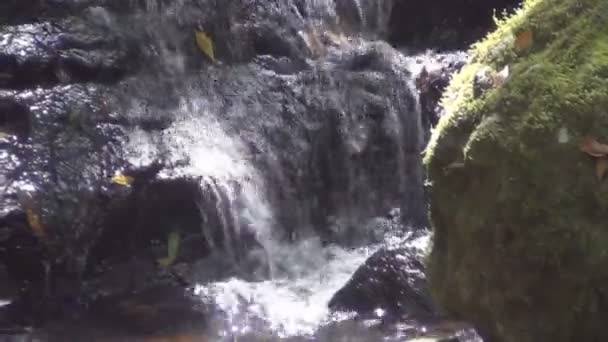 Λα Γκομέρα, τοπίο του ποταμού — Αρχείο Βίντεο