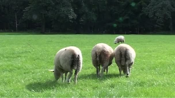 Sheeps in castle of Bentheim — Stock Video