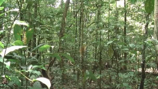 驚くべきスリナム ジャングル — ストック動画